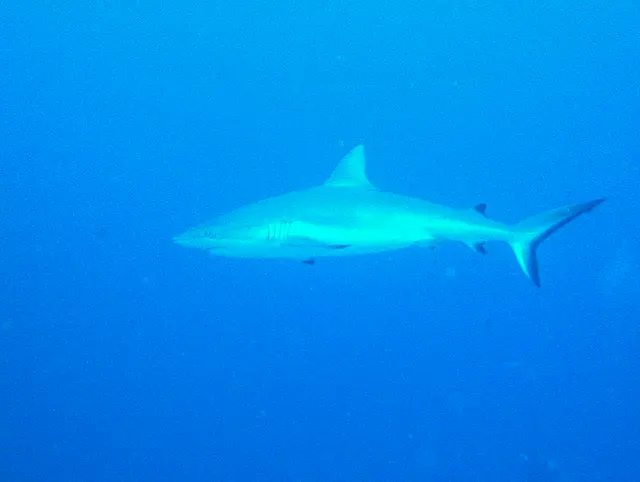 Shark