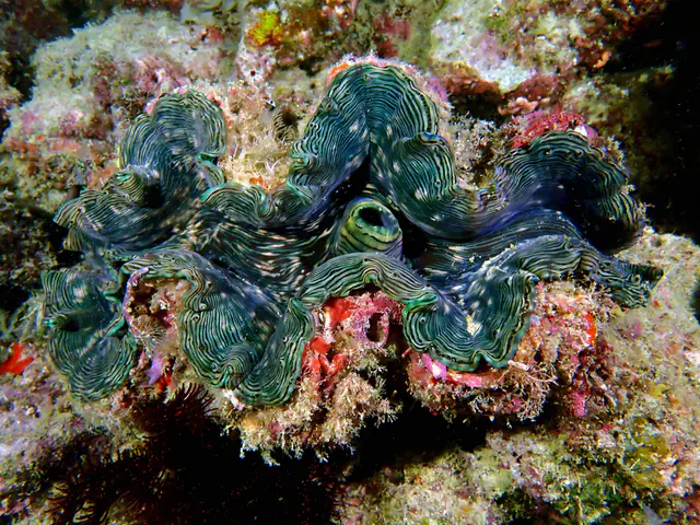 Underwater photograph by Joel Bergsma