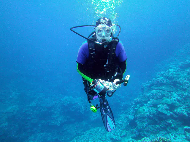 Dive Buddyfish.
