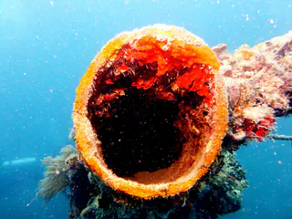 Underwater photograph by Joel Bergsma