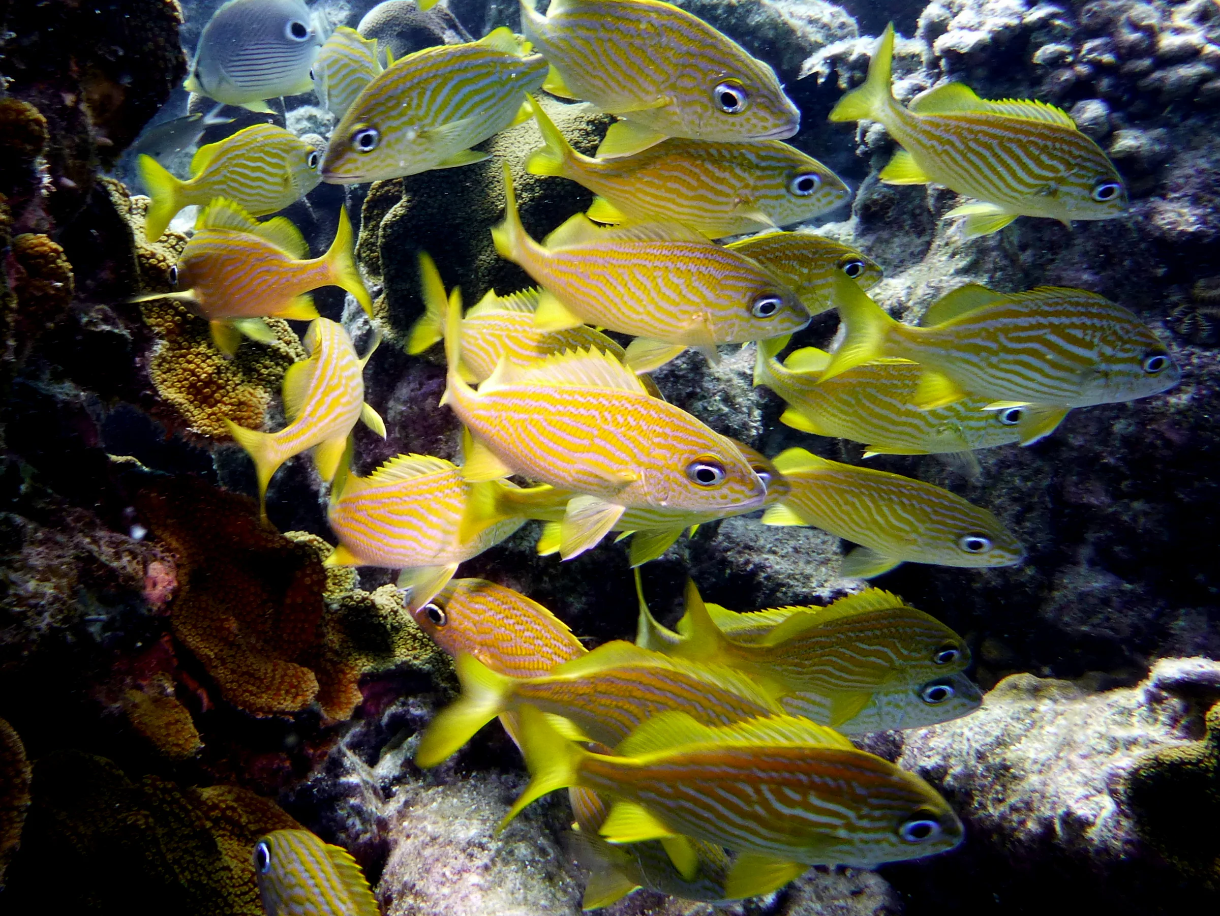 Grunt, Bonaire, 2013