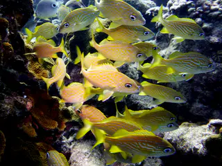Underwater photograph by Joel Bergsma