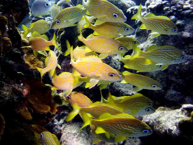 Underwater photograph by Joel Bergsma