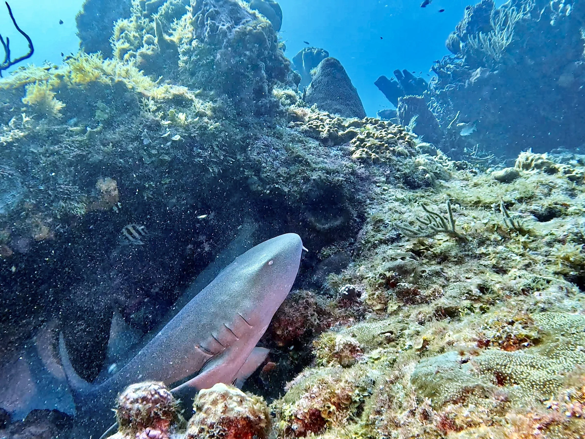 Cozumel underwater photograph, 2025