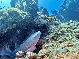 Underwater photograph by Joel Bergsma