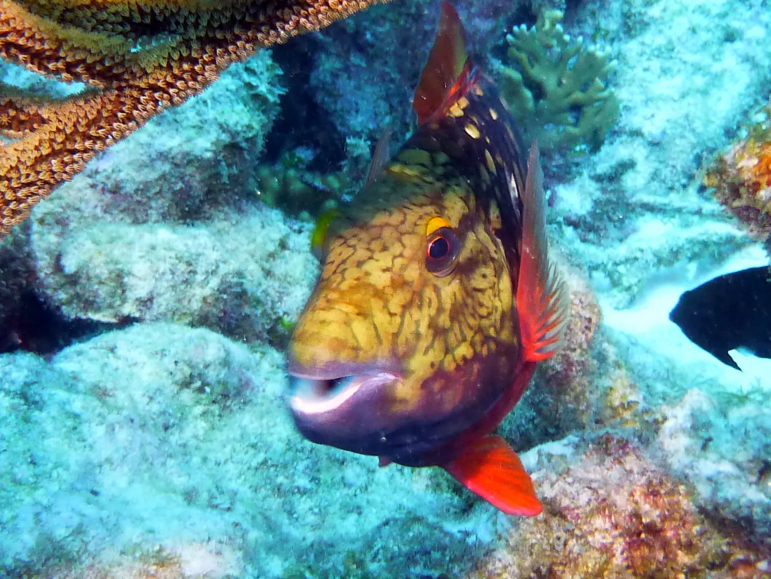 Parrotfish, Bonaire, 2013
