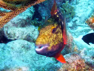 Underwater photograph by Joel Bergsma