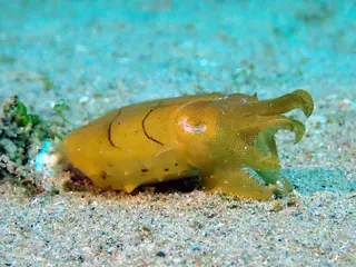 Underwater photograph by Joel Bergsma