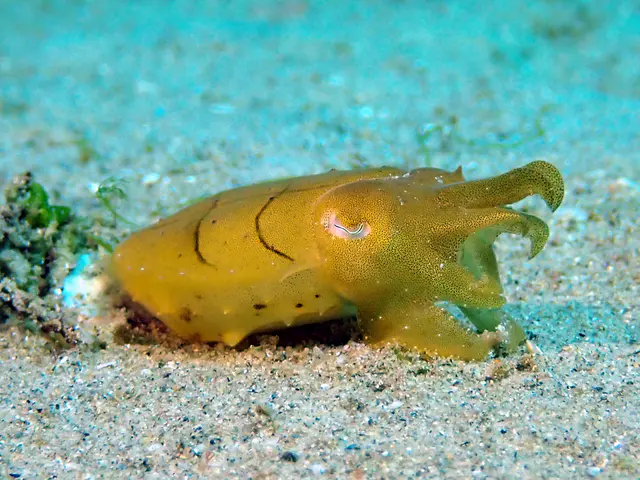 Underwater photograph by Joel Bergsma