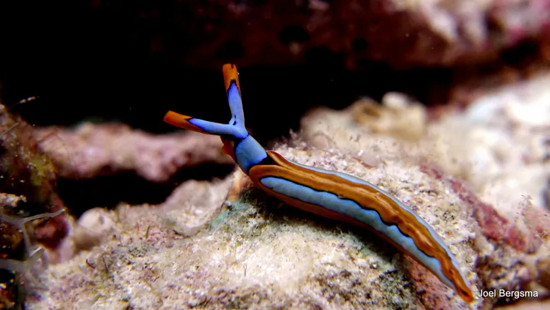 Underwater photograph by Joel Bergsma