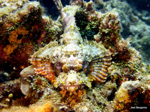 Underwater photograph by Joel Bergsma