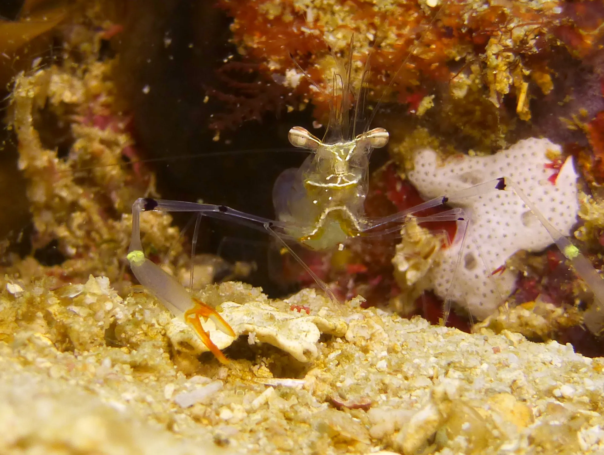 Shrimp, Philippines, 2014