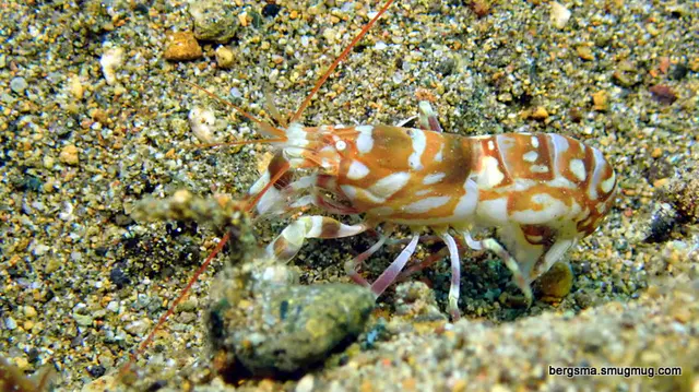 Underwater photograph by Joel Bergsma