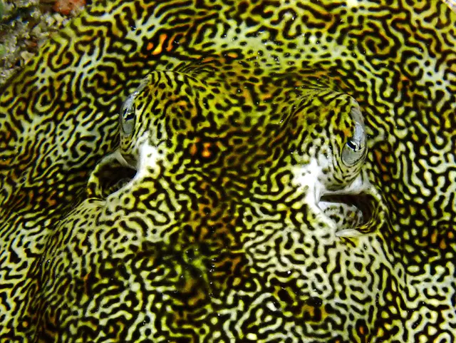 Underwater photograph by Joel Bergsma