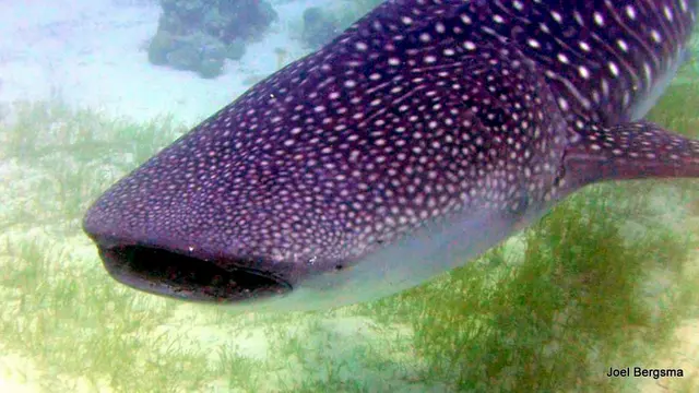 Underwater photograph by Joel Bergsma