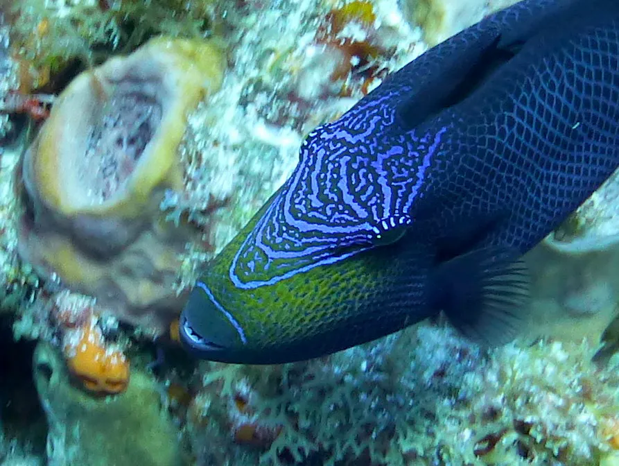Black Durgon, Cozumel, 2014