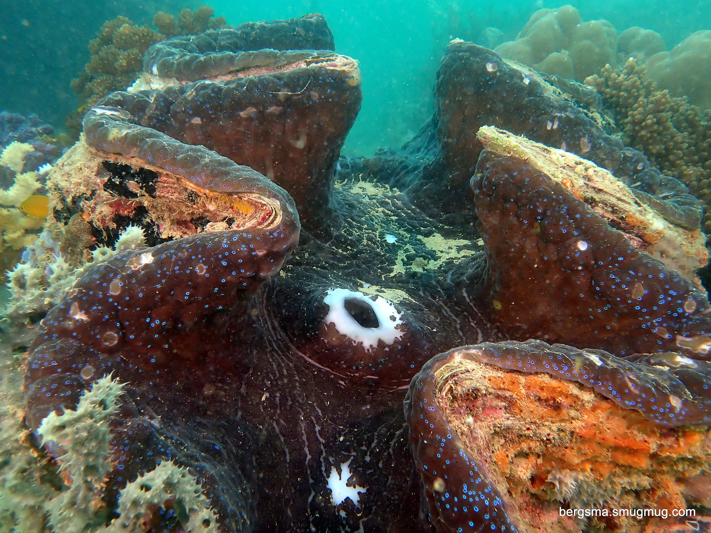 Philippines underwater photograph, 2022