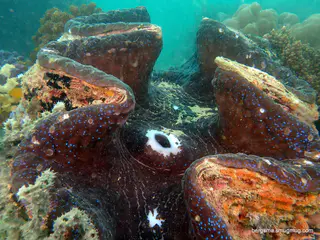 Underwater photograph by Joel Bergsma