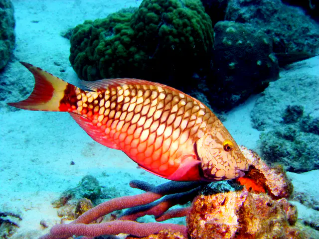 Underwater photograph by Joel Bergsma