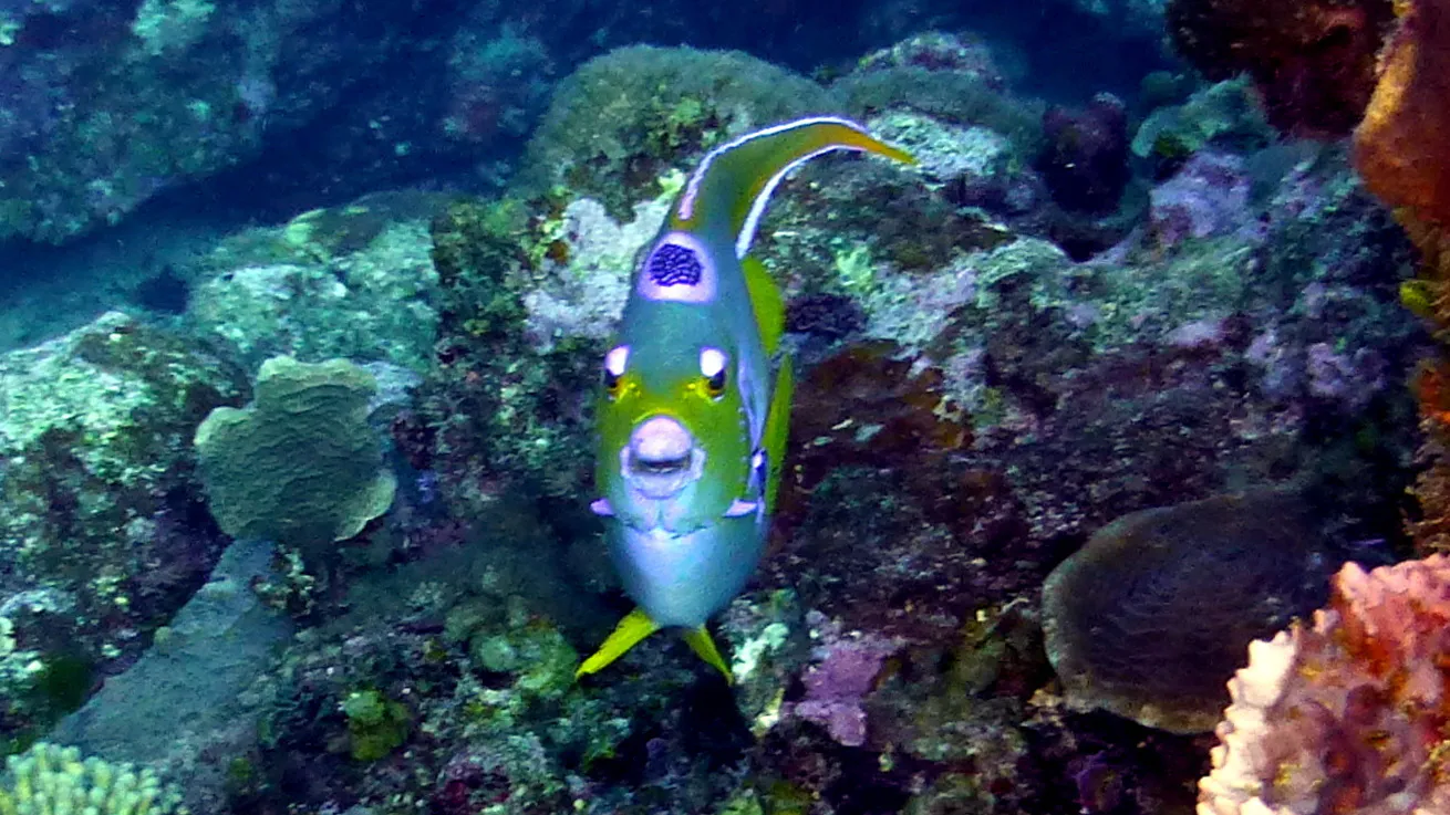 Queen Angelfish, Belize, 2017