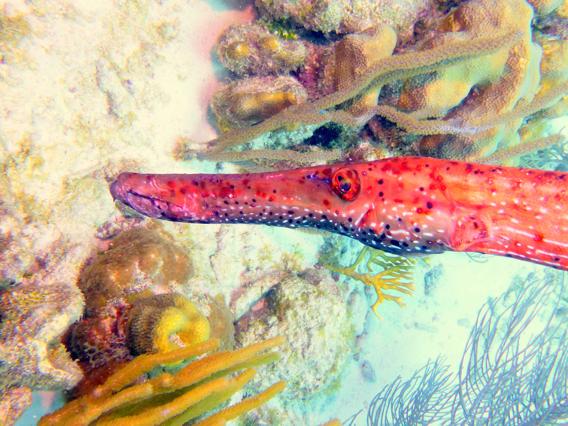 Trumpetfish, Bonaire, 2013