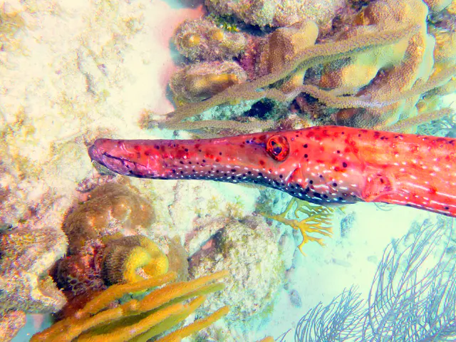 Underwater photograph by Joel Bergsma