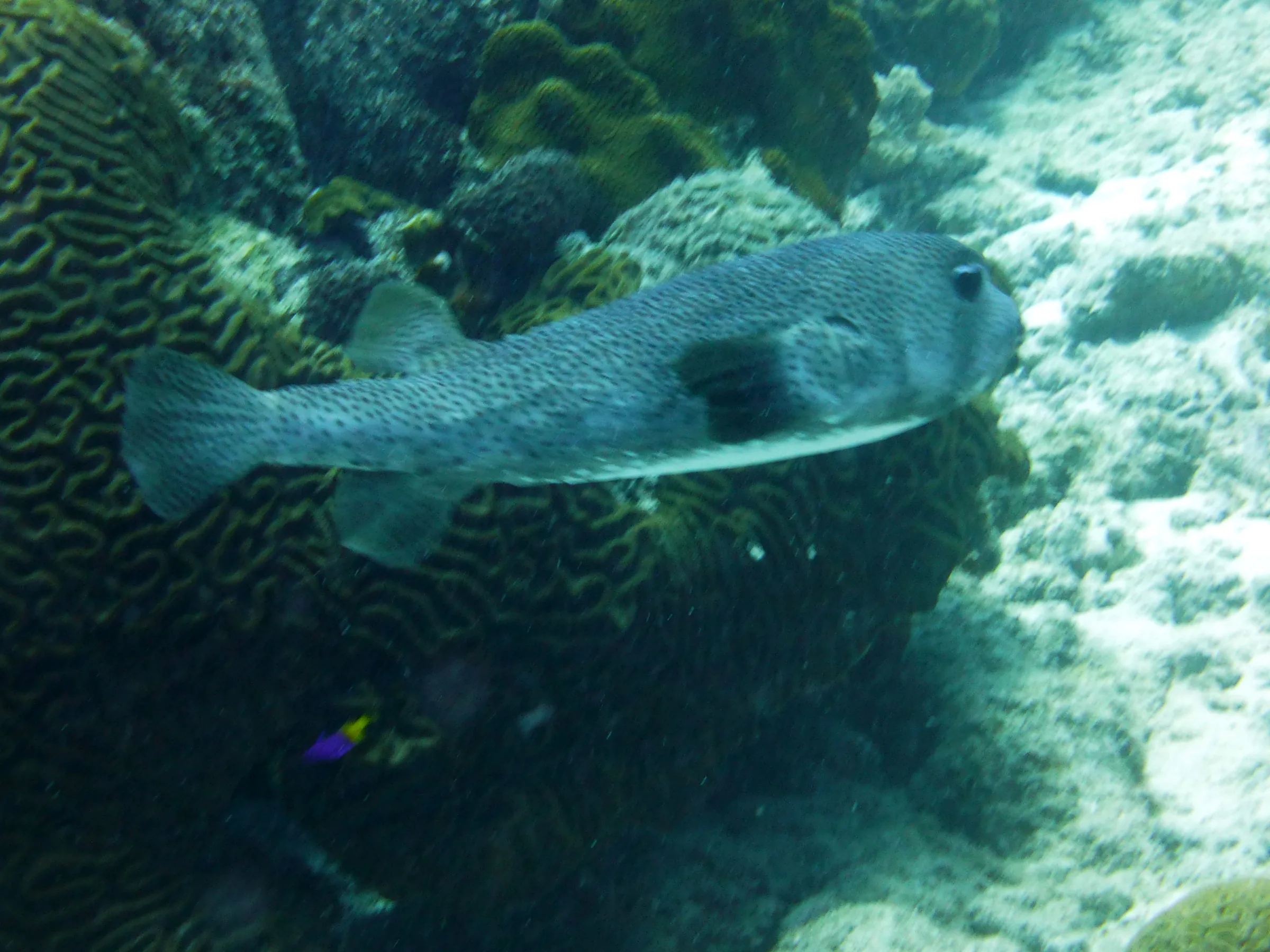 Porcupine Pufferfish, Bonaire, 2013