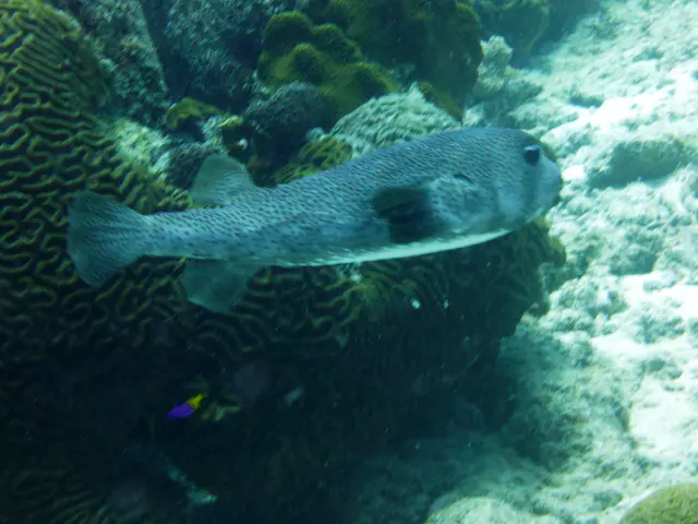 Underwater photograph by Joel Bergsma