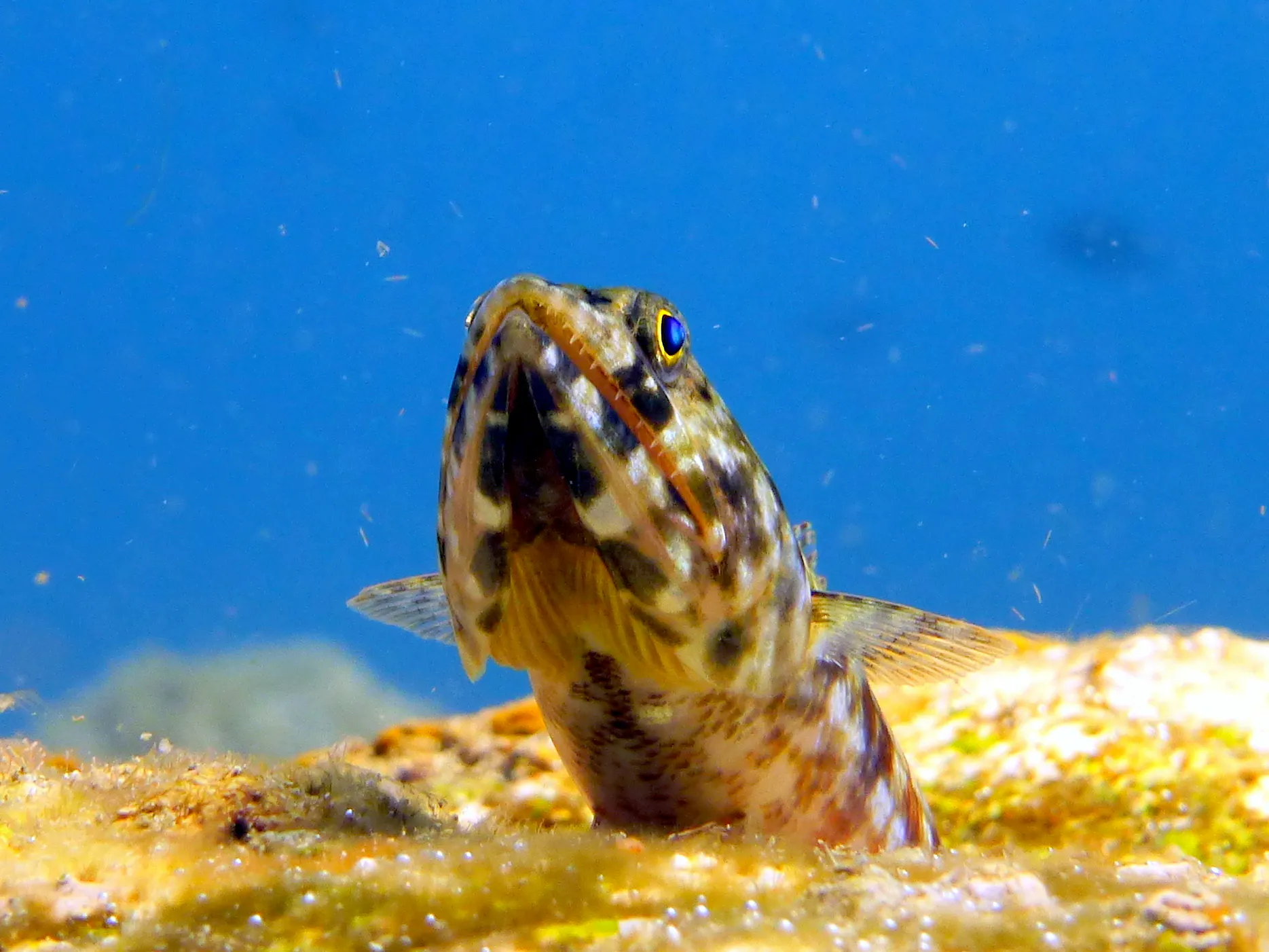 Lizardfish, Philippines, 2014
