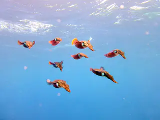 Underwater photograph by Joel Bergsma
