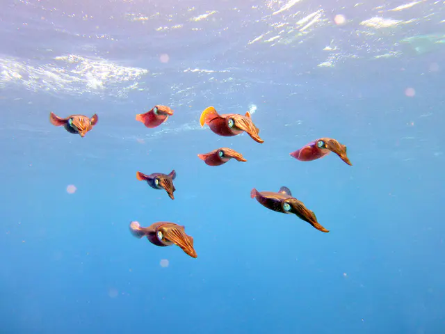 Underwater photograph by Joel Bergsma