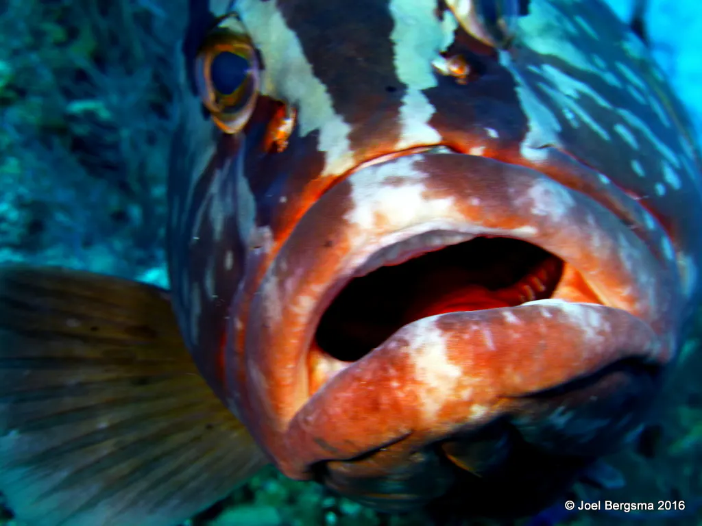 Nassau Grouper, Cayman Islands, 2016