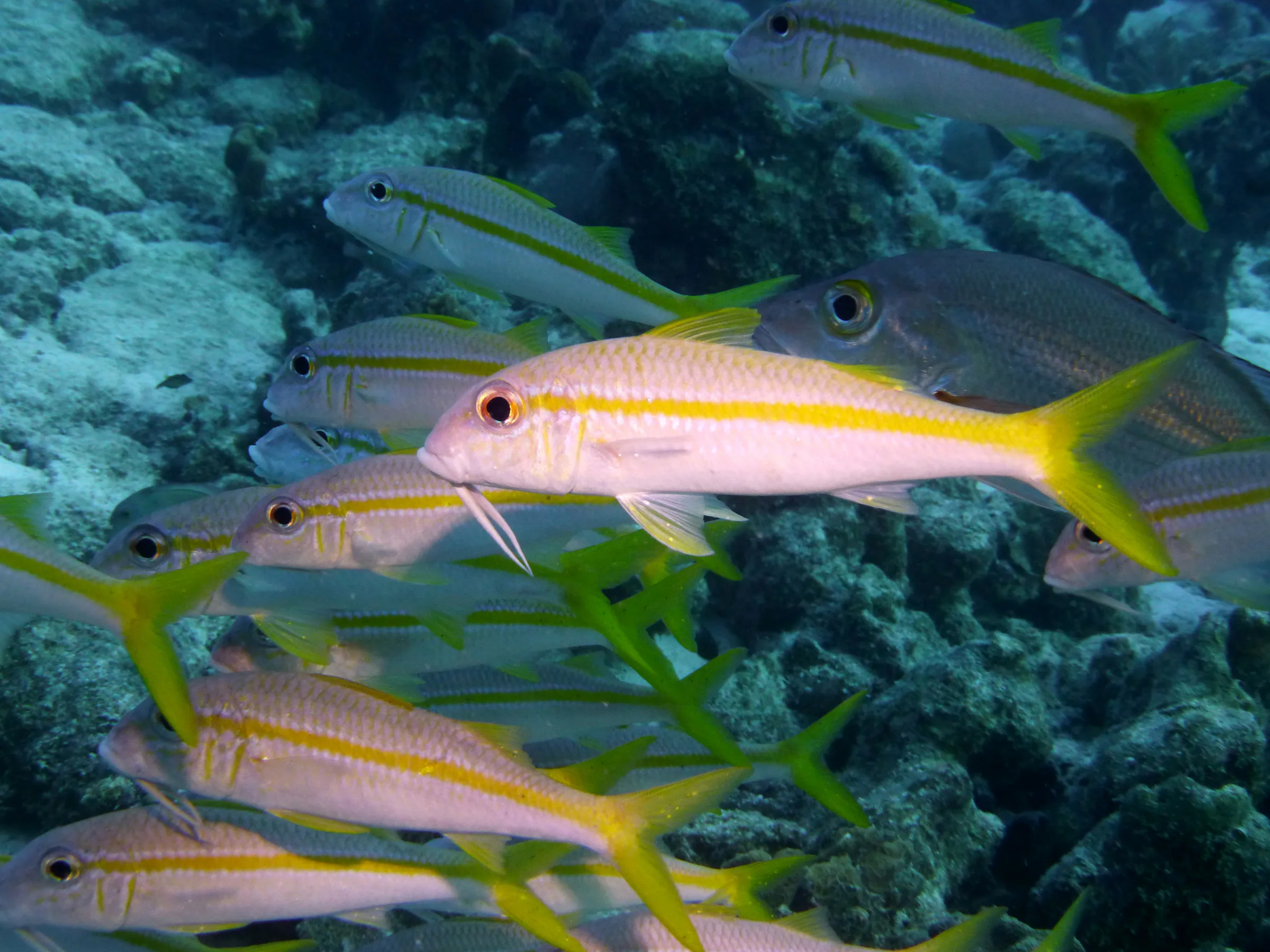 Goatfish, Bonaire, 2013