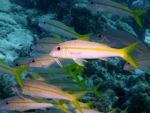 Underwater photograph by Joel Bergsma