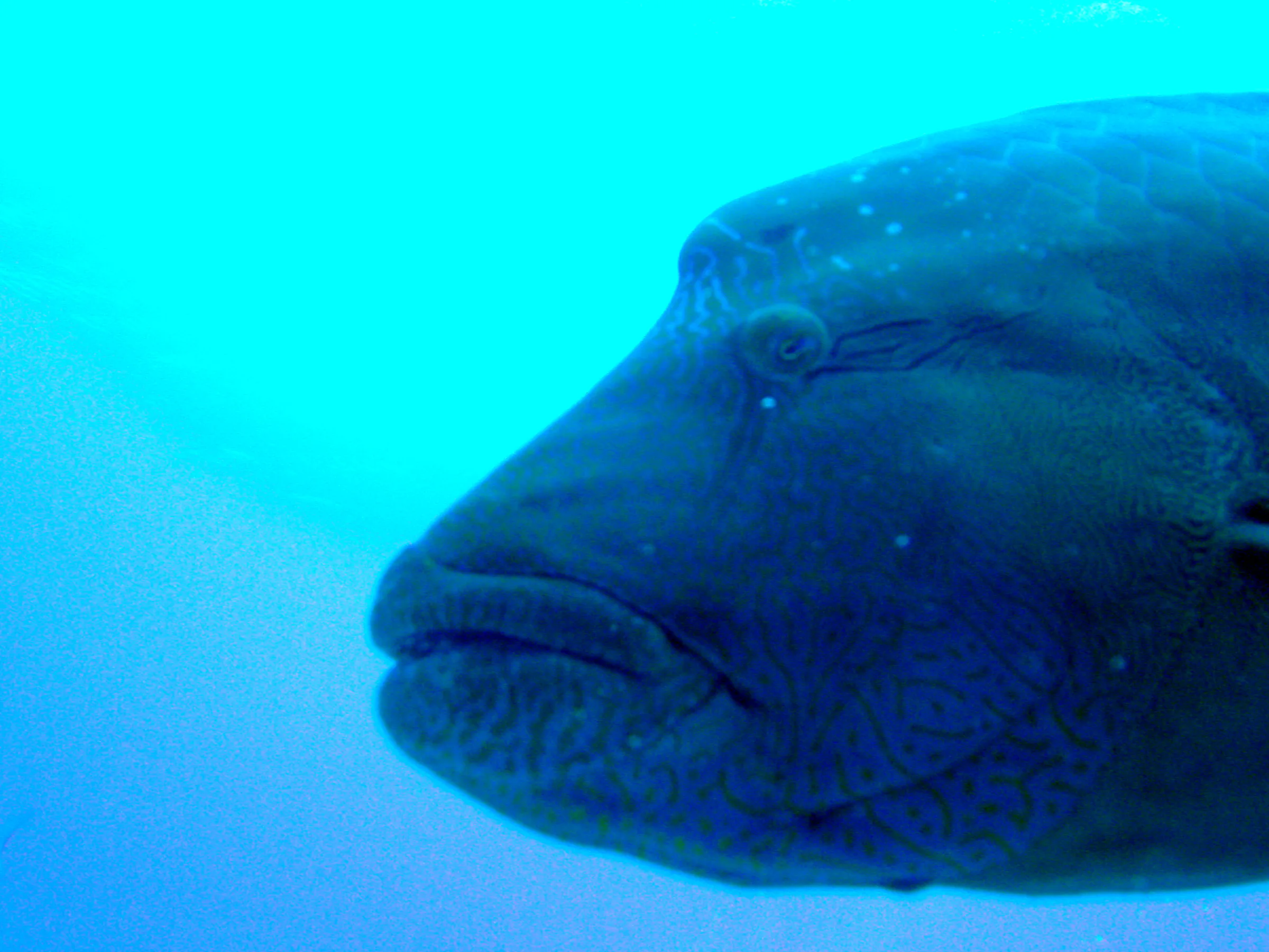 Napoleon Wrasse aka Humphead Wrasse. See Gerald Allen, et al, Reef Fish Identification - Tropical Pacific (2003) at page 193.
