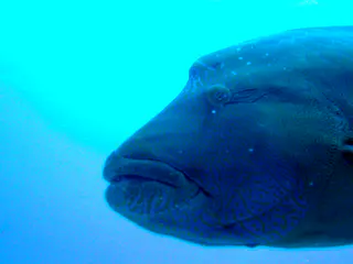 Napoleon Wrasse aka Humphead Wrasse. See Gerald Allen, et al, Reef Fish Identification - Tropical Pacific (2003) at page 193.