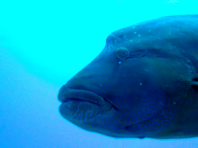 Napoleon Wrasse aka Humphead Wrasse. See Gerald Allen, et al, Reef Fish Identification - Tropical Pacific (2003) at page 193.