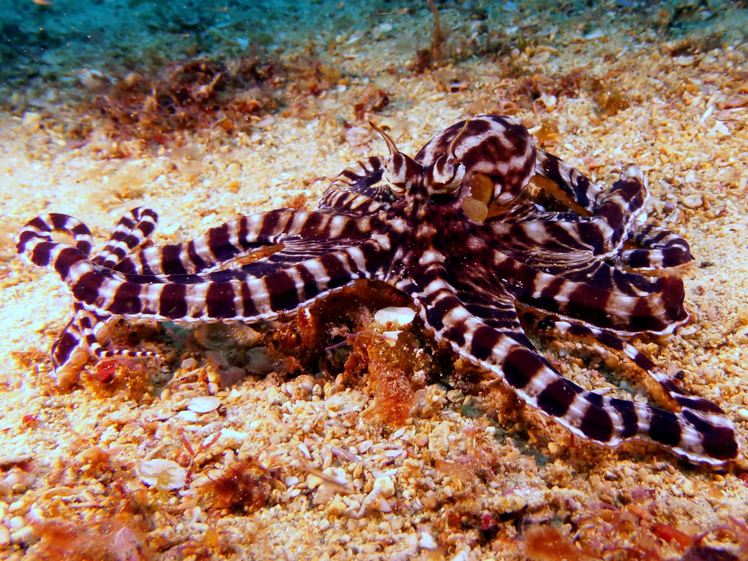 Octopus, Philippines, 2014