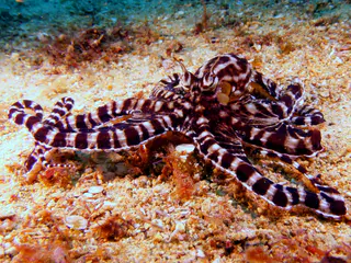 Underwater photograph by Joel Bergsma