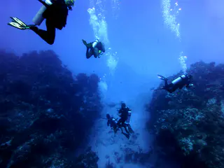 Underwater photograph by Joel Bergsma