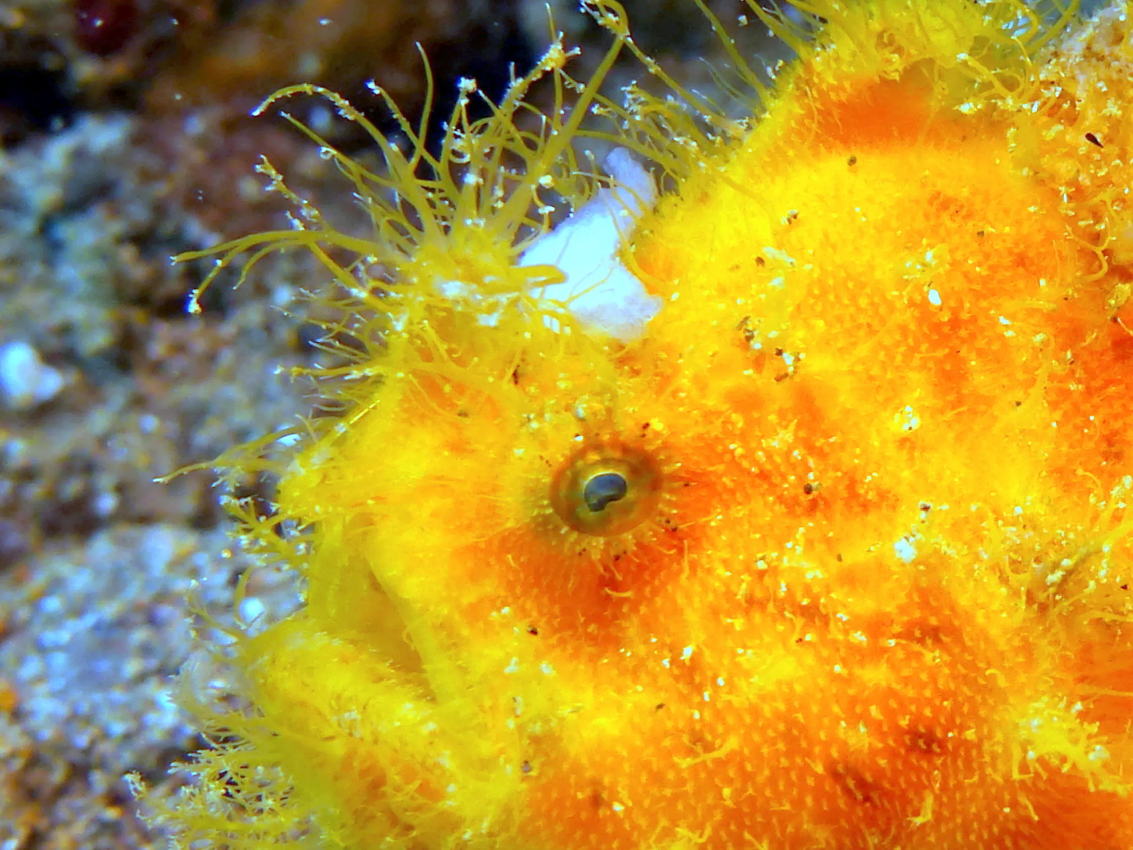 Hairy Frogfish, Philippines, 2014