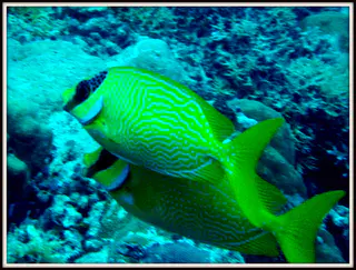 Masked Rabbitfish.