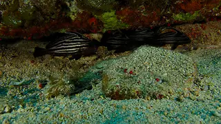 Underwater photograph by Joel Bergsma