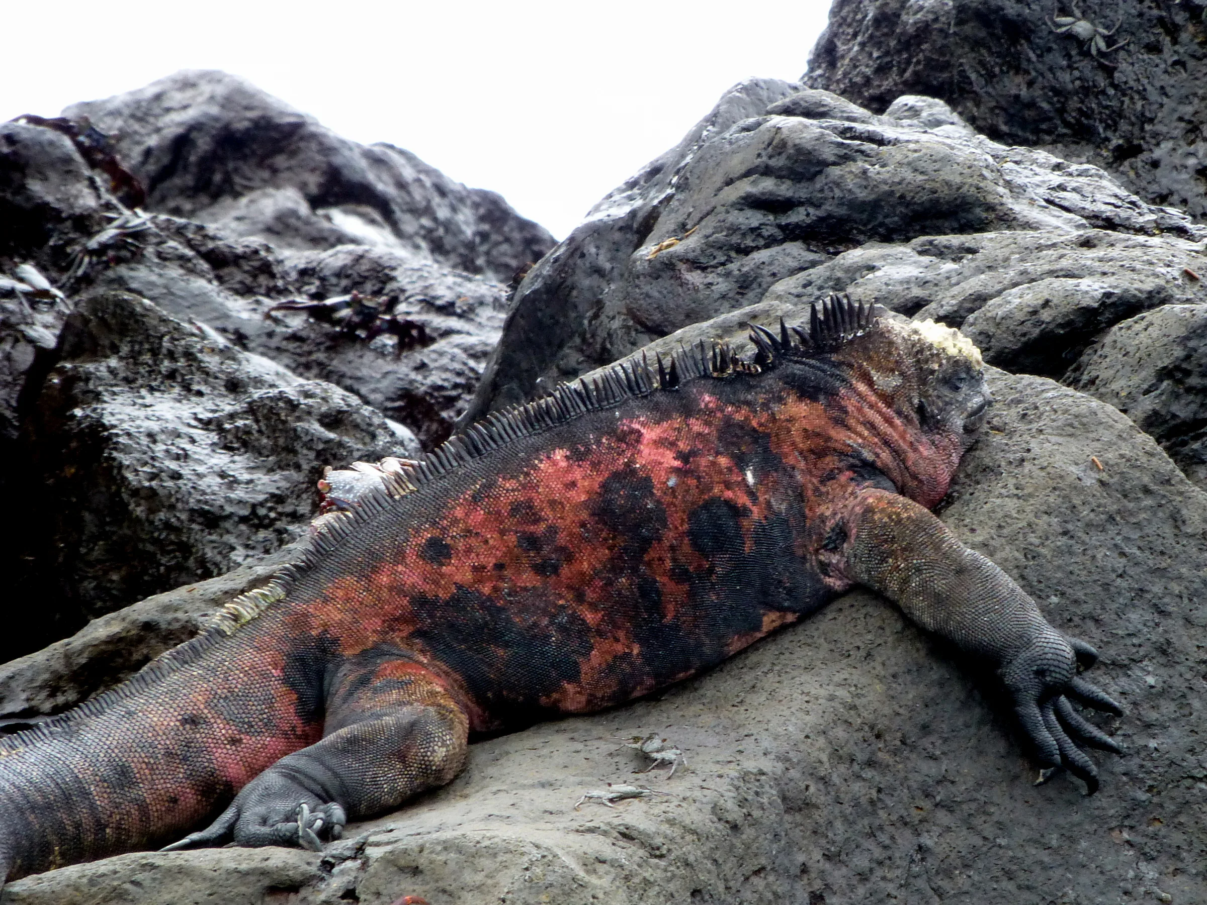 Marine Iguana seeks the heat afforded by a lava rock at the water's edge.