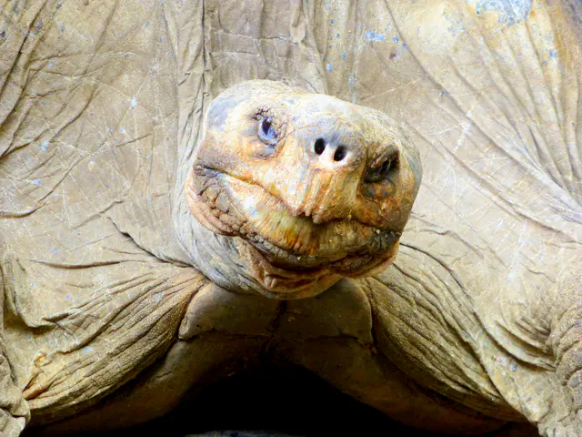 Close-up of the determined look of the mating male Giant Tortoise