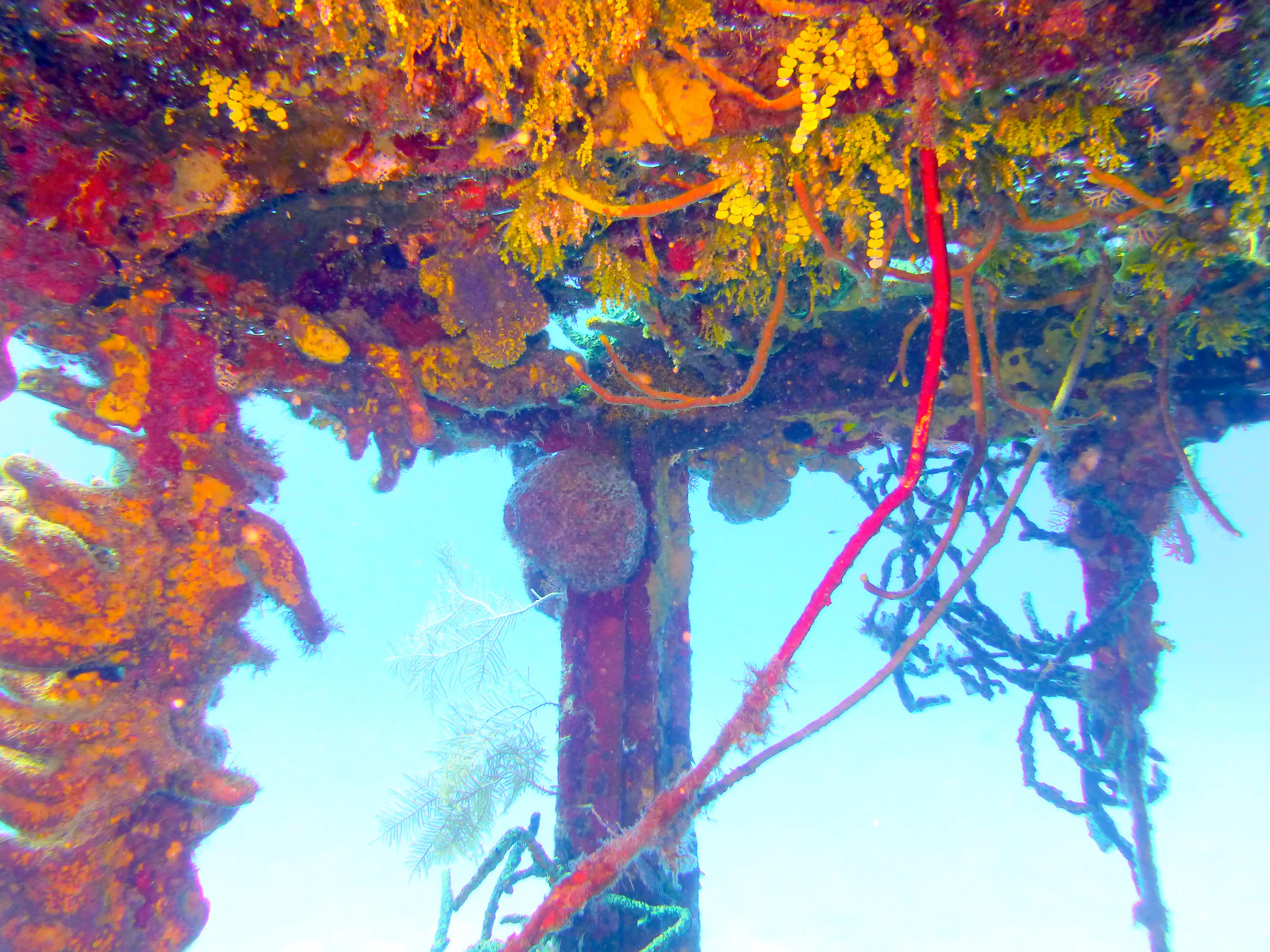 Cayman Islands underwater photograph, 2014