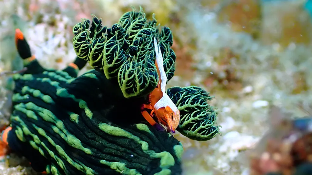 Underwater photograph by Joel Bergsma