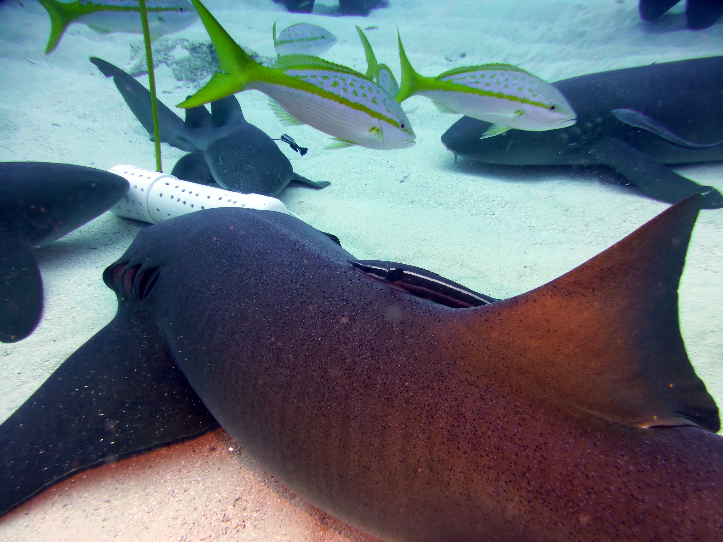 Nurse Shark, Belize, 2017