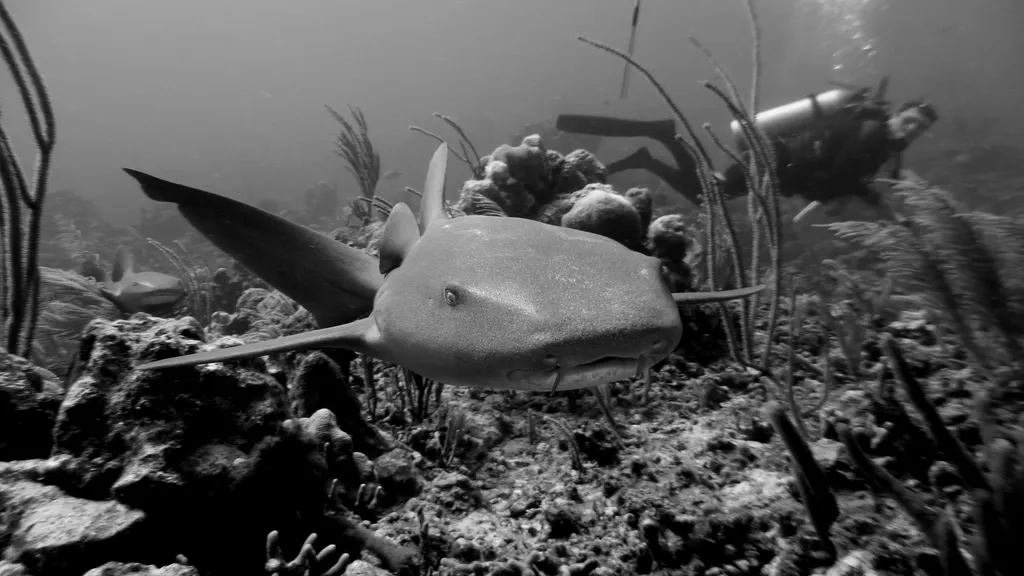 Underwater photograph by Joel Bergsma