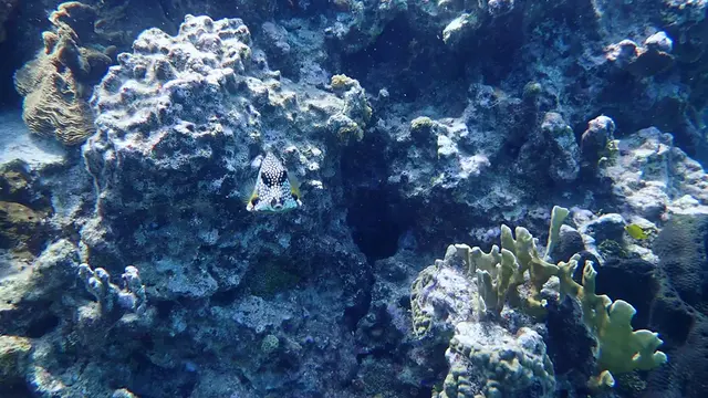 Underwater photograph by Joel Bergsma